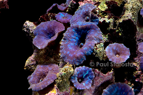 Discosoma caeruleus