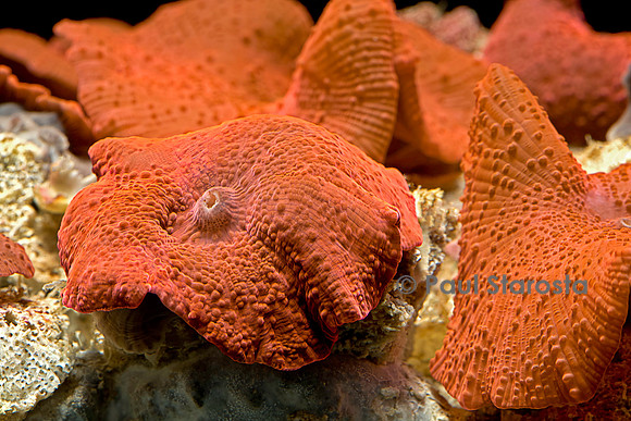 Discosoma ferrugatus
