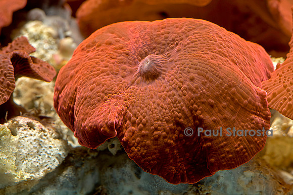 Discosoma ferrugatus