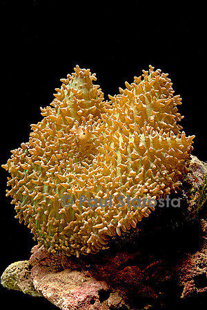 Discosoma sanctithomae