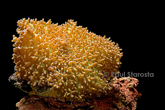 Discosoma sanctithomae