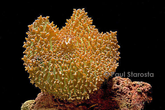 Discosoma sanctithomae