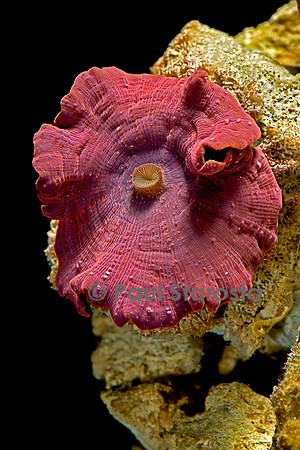 Discosoma sp.