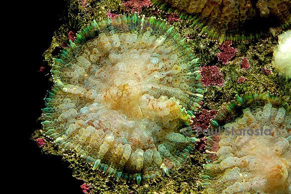 Discosoma sp.