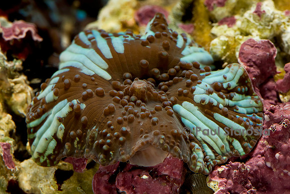 Discosoma sp.