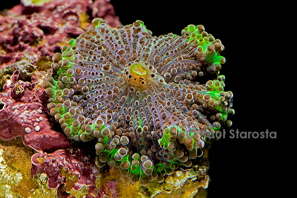 Discosoma sp.