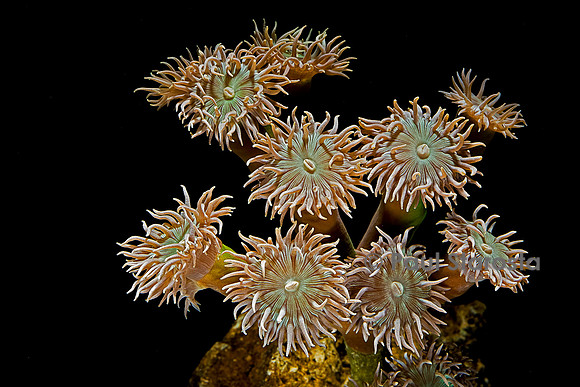 Duncanopsammia axifuga