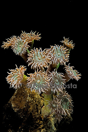 Duncanopsammia axifuga