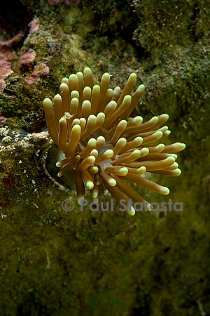 Euphyllia glabrescens