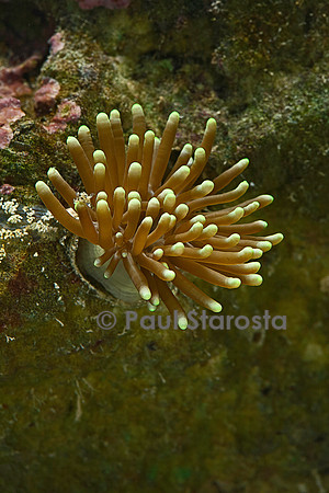 Euphyllia glabrescens