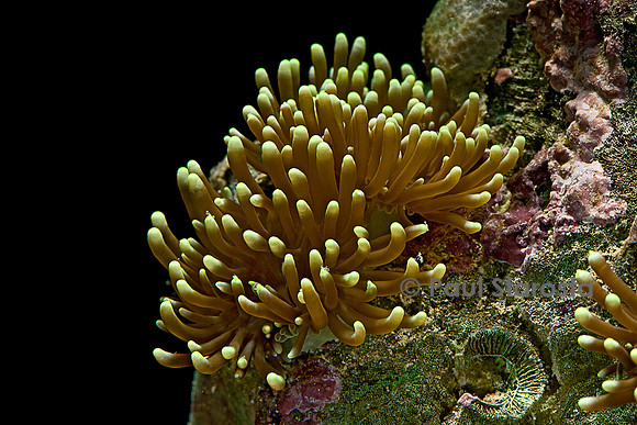 Euphyllia glabrescens