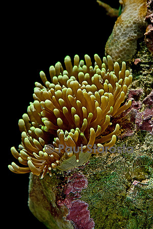 Euphyllia glabrescens