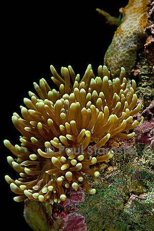 Euphyllia glabrescens