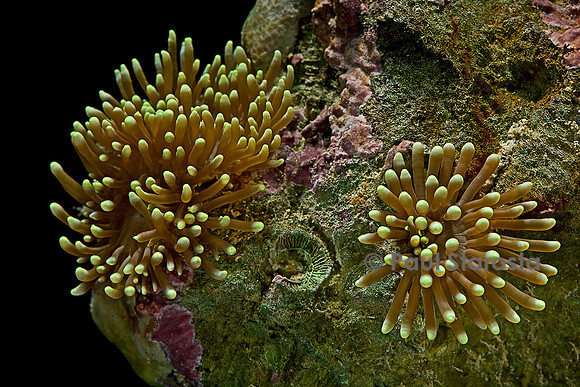 Euphyllia glabrescens