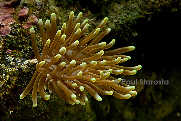 Euphyllia glabrescens
