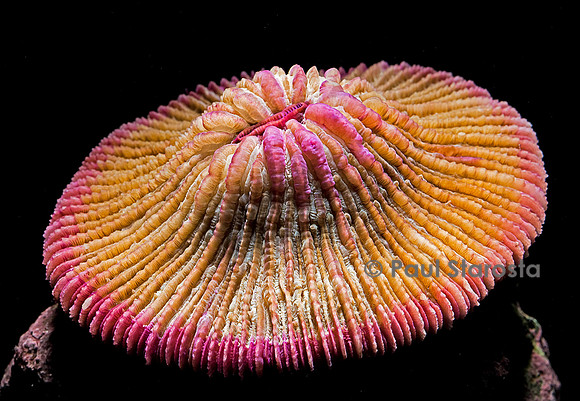 Fungia fungites