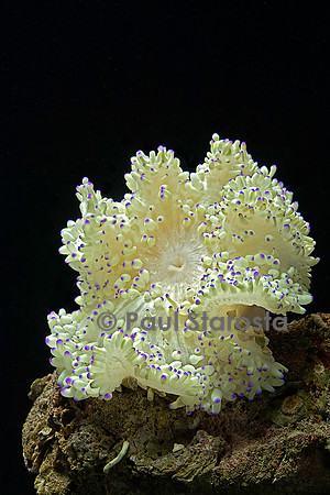 Heteractis sp. (anémone de mer)
