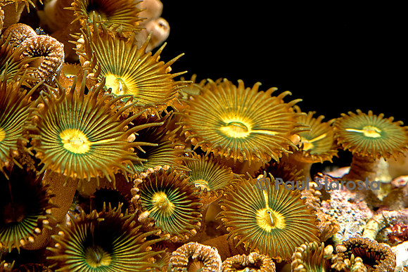Zoanthus sp.