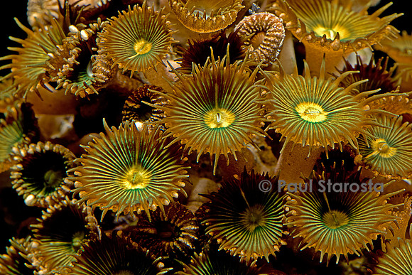 Zoanthus sp.