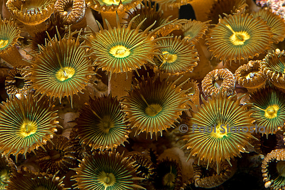 Zoanthus sp.