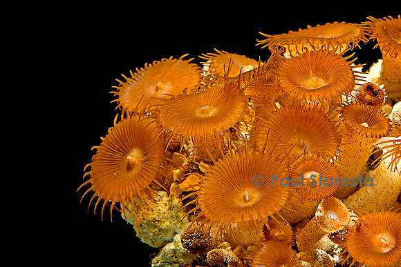 Zoanthus sp.