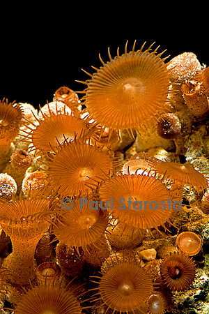 Zoanthus sp.