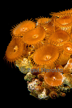 Zoanthus sp.