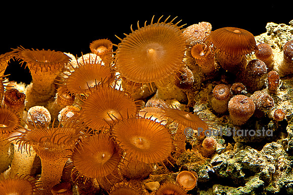 Zoanthus sp.