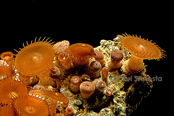 Zoanthus sp.