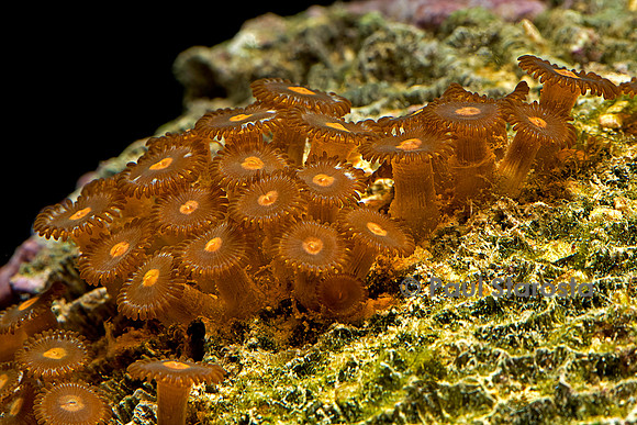Zoanthus sp.