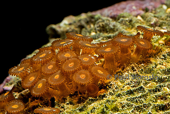 Zoanthus sp.