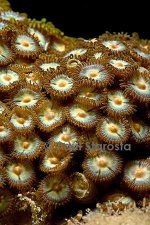 Zoanthus sp.