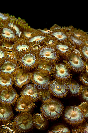 Zoanthus sp.