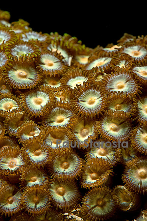Zoanthus sp.