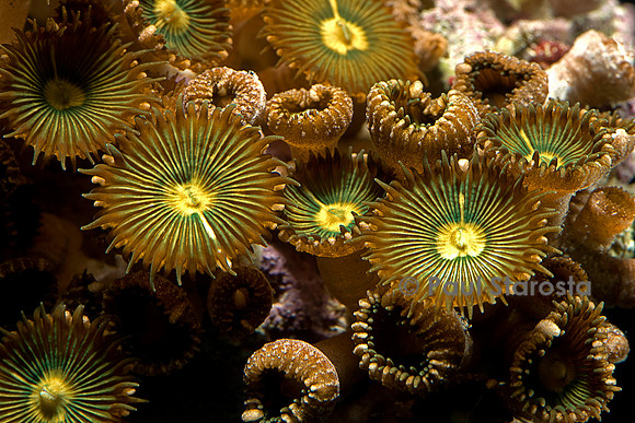 Zoanthus sp.