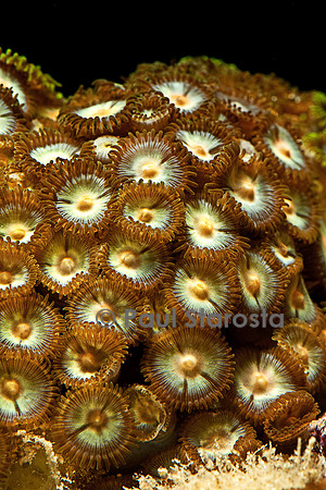 Zoanthus sp.