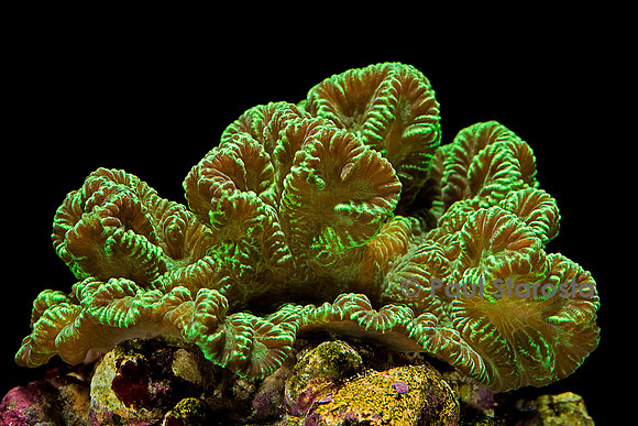 Merulina ampliata