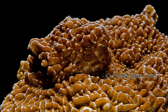Montipora sp.