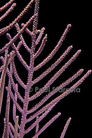 Muriceopsis flavida (gorgone)