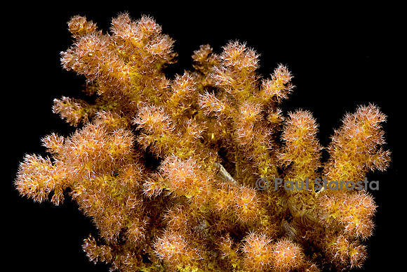 Nephthea sp.