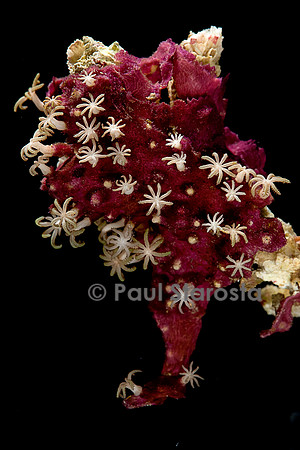 Pachyclavularia sp.