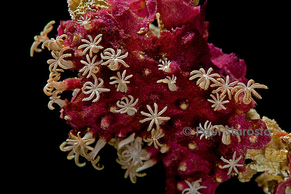 Pachyclavularia sp.