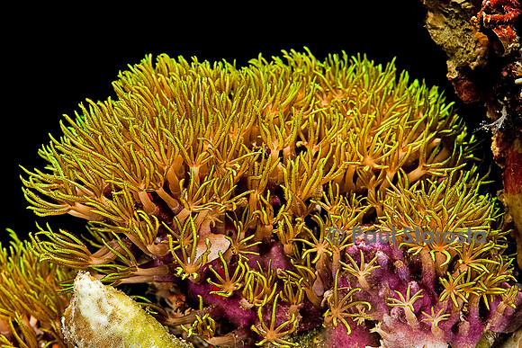 Pachyclavularia viridis