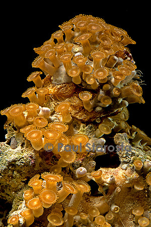 Palythoa sp.