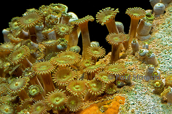 Palythoa sp.