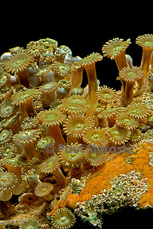 Palythoa sp.