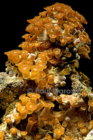 Palythoa sp.