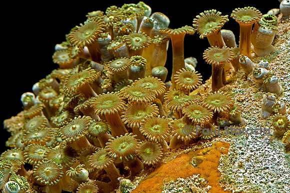 Palythoa sp.