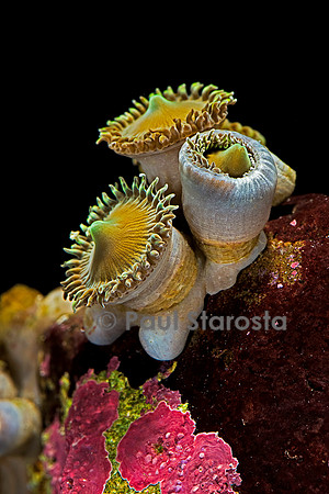 Palythoa sp.