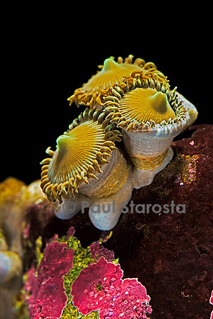 Palythoa sp.